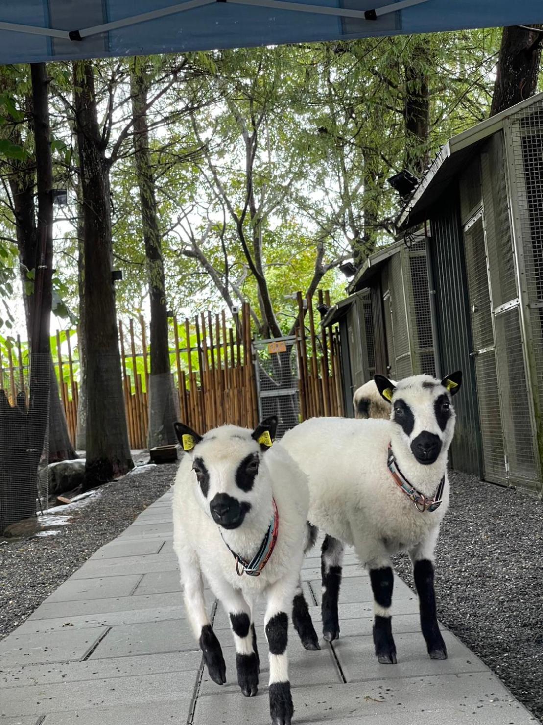 River Forest Leisure Farm Dongshan  Esterno foto