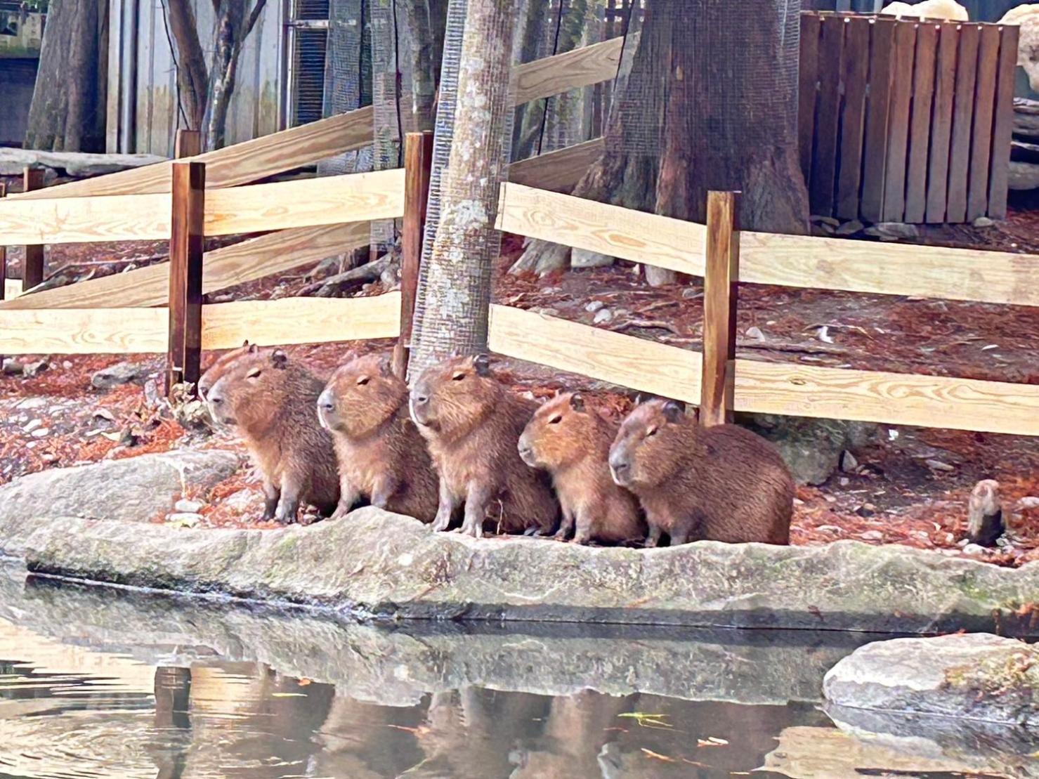 River Forest Leisure Farm Dongshan  Esterno foto
