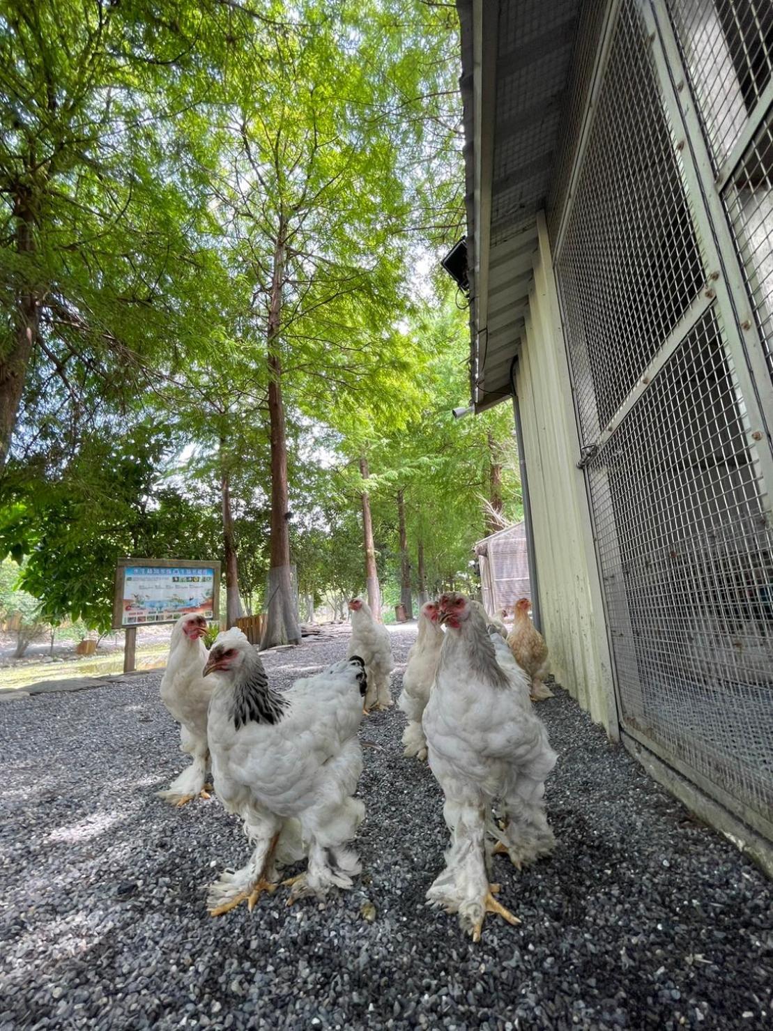 River Forest Leisure Farm Dongshan  Esterno foto