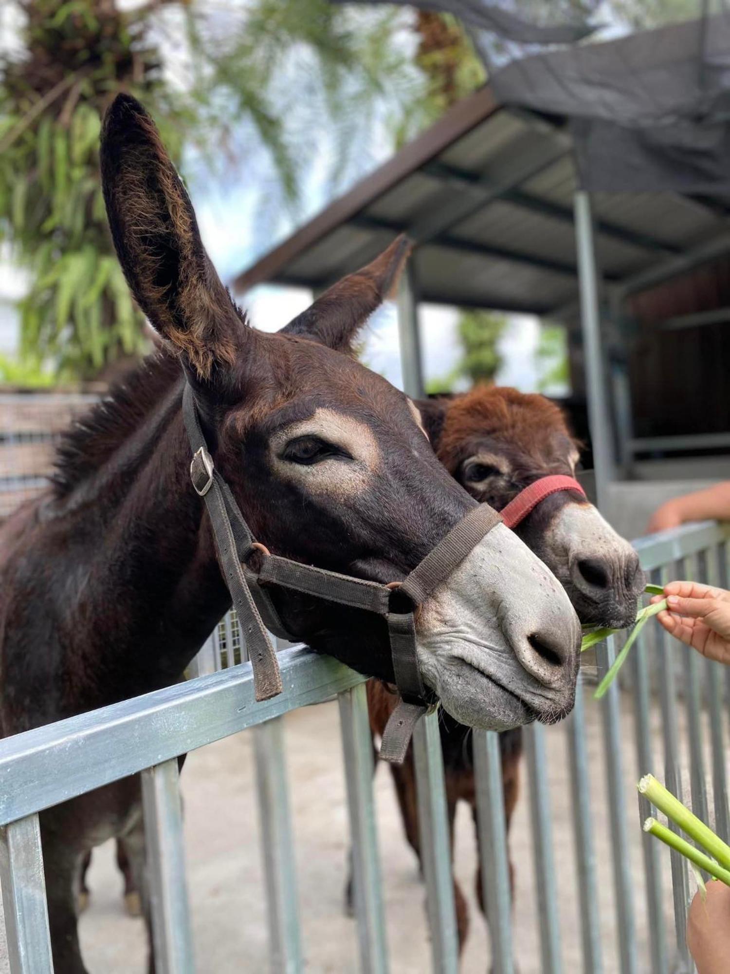 River Forest Leisure Farm Dongshan  Esterno foto